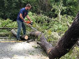 Best Tree and Shrub Care  in Anchorage, AK
