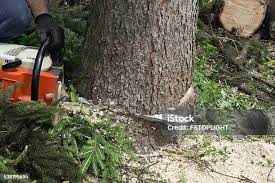 Best Stump Grinding and Removal  in Anchorage, AK