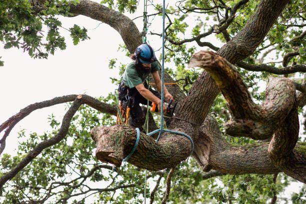 Best Utility Line Clearance  in Anchorage, AK