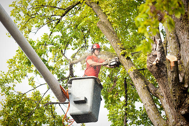 Best Tree Health Inspection  in Anchorage, AK