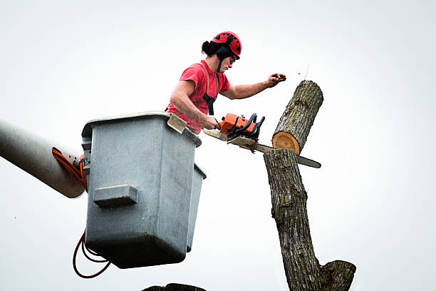 Best Tree Mulching  in Anchorage, AK
