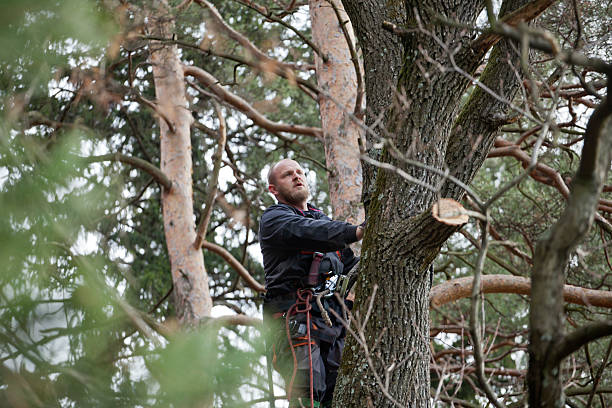 Best Tree Removal  in Anchorage, AK