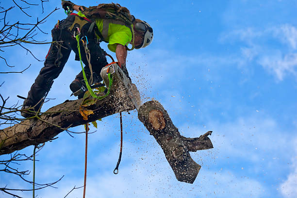 Best Root Management and Removal  in Anchorage, AK