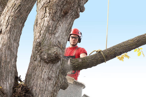 Best Emergency Tree Removal  in Anchorage, AK