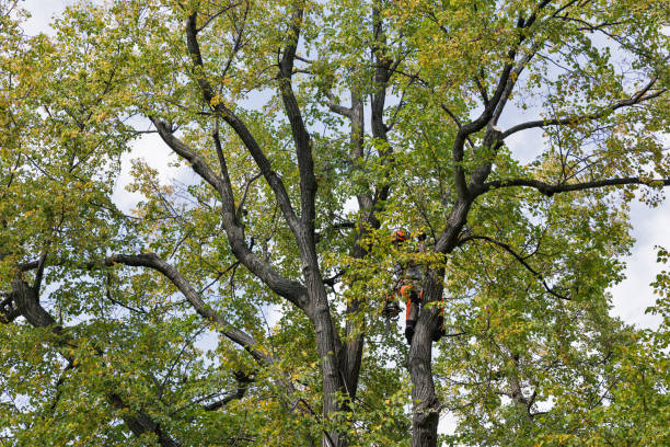 Best Hazardous Tree Removal  in Anchorage, AK